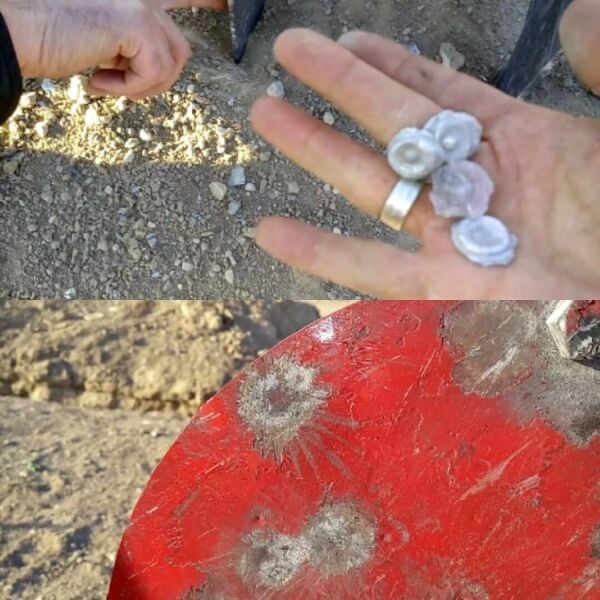 Yuvarlak Gong Hedef 20cm Çaplı